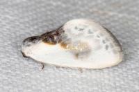 Cilix glaucata