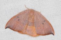 Watsonalla uncinula