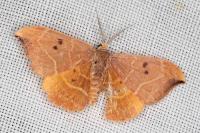 Watsonalla binaria