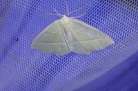 Campaea margaritaria