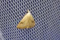 Rivula sericealis