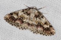 Cleorodes lichenaria