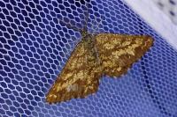Ematurga atomaria