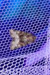 Oligia strigilis/versicolor