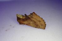 Ptilodon capucina