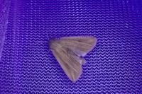 Mythimna riparia
