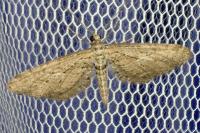 Eupithecia scopariata