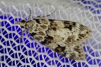 Eudonia delunella
