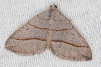 Scotopteryx luridata/mucronata