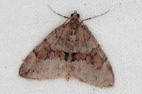 Thera obeliscata