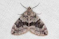 Thera britannica/variata