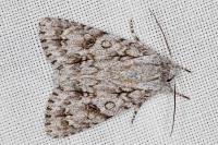 Acronicta aceris