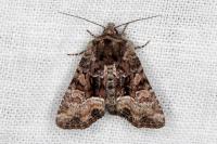 Oligia latruncula