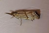 Chrysocrambus linetella