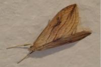 Evergestis forficalis