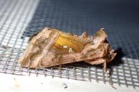 Autographa jota