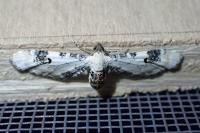 Eupithecia centaureata