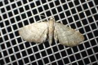 Eupithecia haworthiata