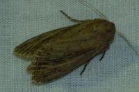 Nonagria typhae