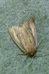Nonagria typhae