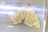 Eulithis testata