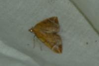 Eulithis testata