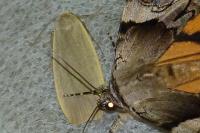 Collita griseola