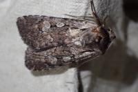 Violaphotia molothina occidentalis