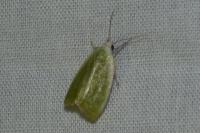 Earias clorana