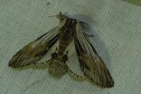 Harpyia milhauseri
