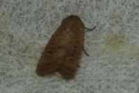 Hoplodrina octogenaria
