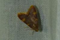 Hypsopygia costalis