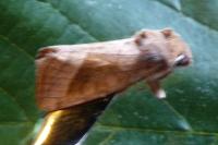 Lacanobia splendens