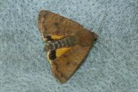 Noctua interjecta