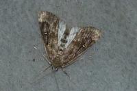Parapoynx stratiotata