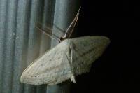 Scopula emutaria
