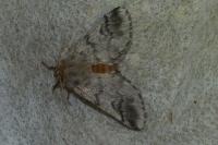 Thaumetopoea processionea