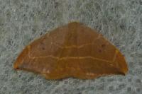 Watsonalla binaria