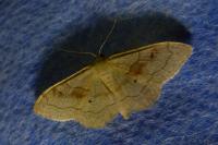 Idaea rubraria