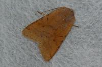 Agrochola lychnidis
