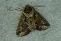 Allophyes oxyacanthae