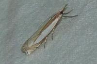 Crambus pascuella