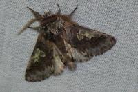 Diloba caeruleocephala