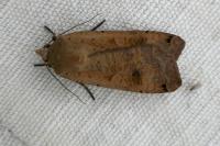 Noctua pronuba