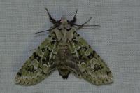 Griposia aprilina