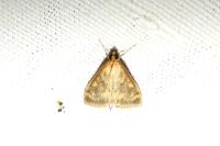 Ostrinia nubilalis