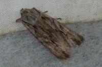 Lithophane leautieri