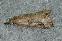 Schrankia costaestrigalis