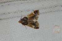 Pyralis farinalis