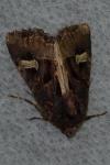 Trigonophora flammea